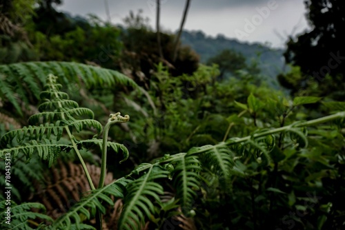 Closeup shot of a green fern plant growing in a forest with blur background