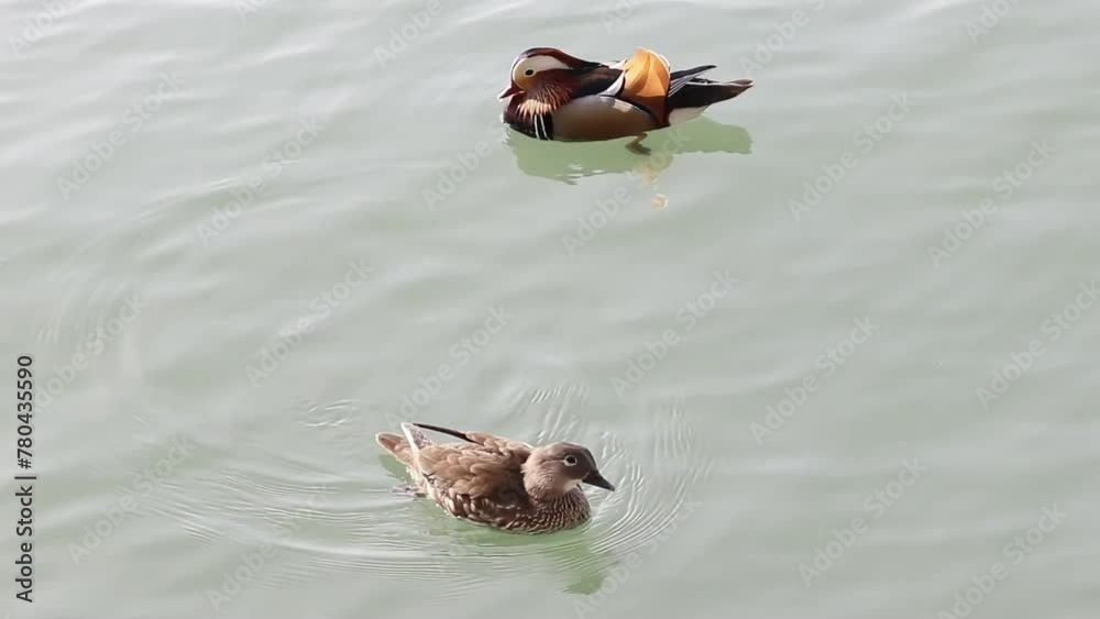 Beautiful Mandarin Duck Swimming in the lake Beautiful Mandarin Duck Swimming in the lake