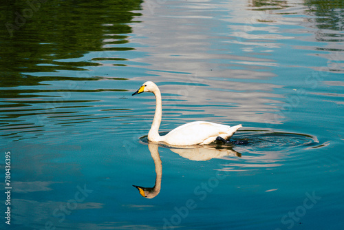 White swan swimming in a lake with its reflection in the water © Wirestock