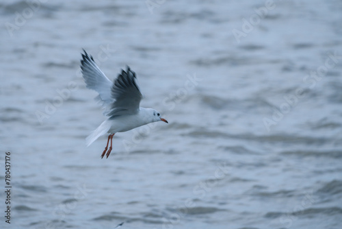 View of a beautiful gull flying over the lake on a cloudy day