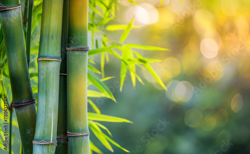 Bamboo Trunk. Close-up Texture Background.