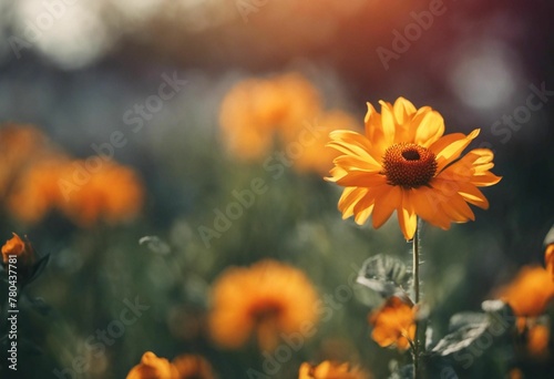 Cluster of vibrant orange flowers illuminated by dappled sunlight in a soft focus, AI-generated. © Wirestock