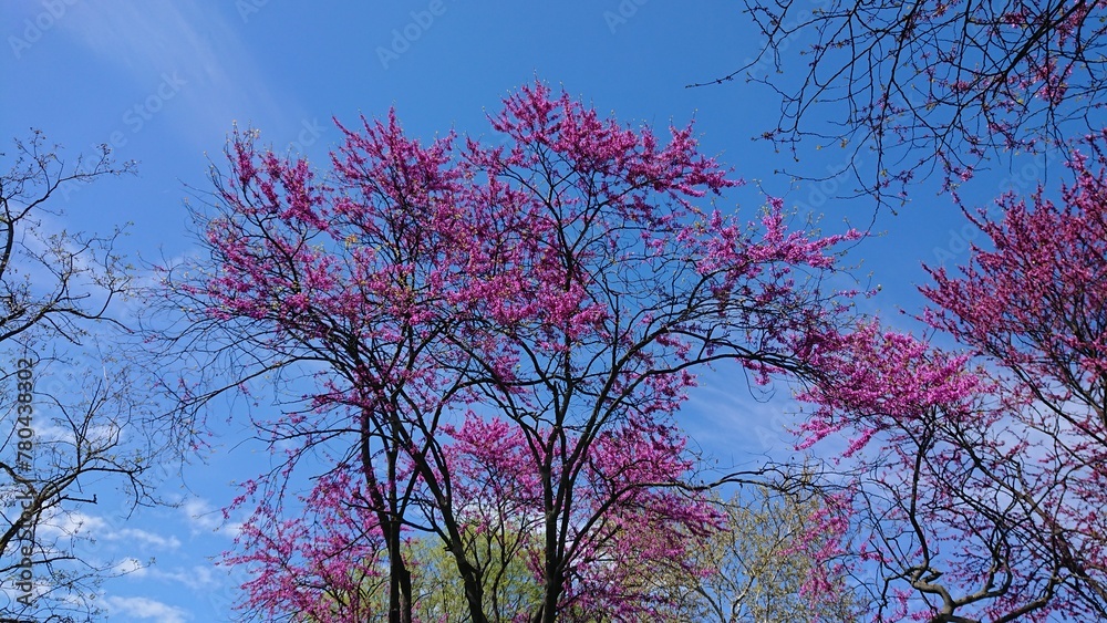 Spring Cercis siliquastrum Judas pink blossom tree with blue sky Spring Cercis siliquastrum Judas pink blossom tree with blue sky