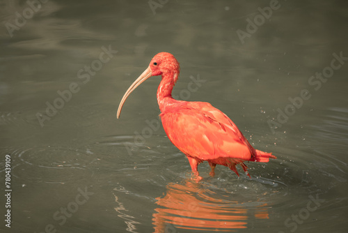 Obraz na płótnie The scarlet ibis - Eudocimus ruber - red flashy bird
