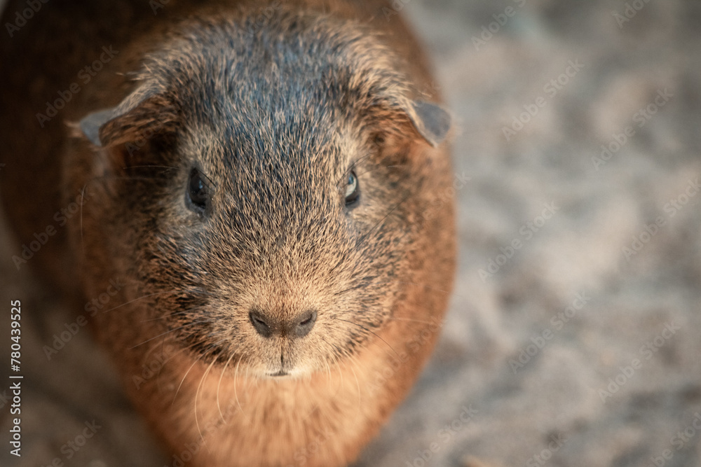 Fototapeta premium portrait closeup of cute guinea pig