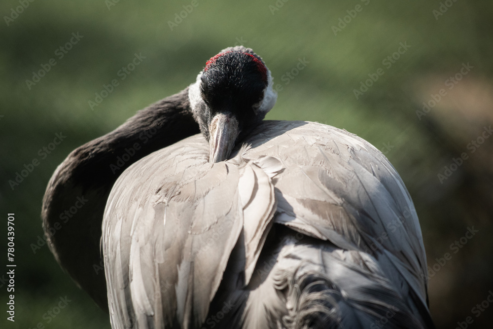 Fototapeta premium closeup of common crane
