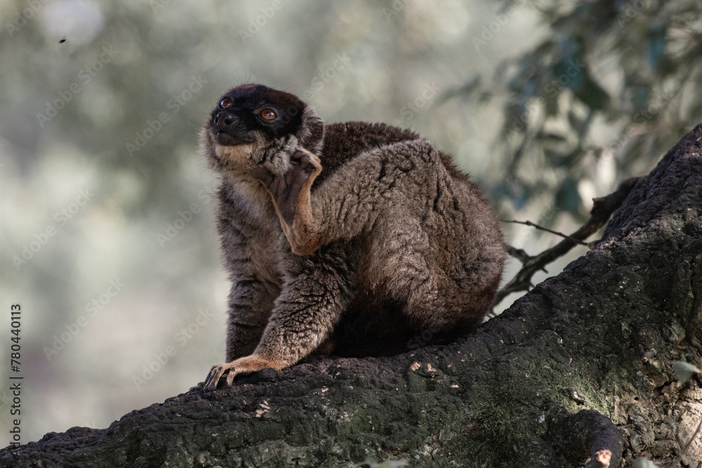 Naklejka premium closeup of lemur monkey siiting on a tree, looking up