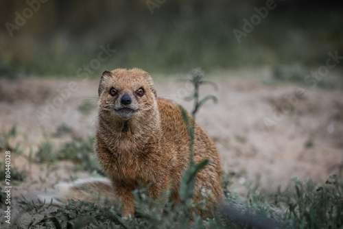 Tableau sur toile closeup portrait of yellow mongoose