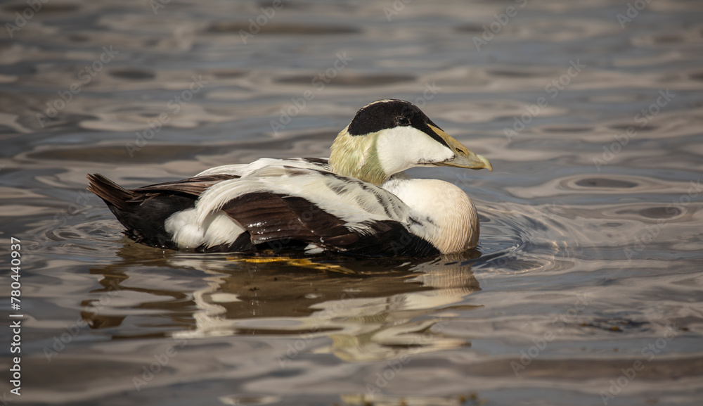 common eider, somateria mollissima, cuddy's duck common eider, somateria mollissima, cuddy's duck