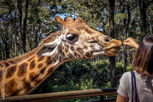 Close up head shot of a kordofan giraffe giraffa camelopardalis antiquorum being hand fed by a tourist in a zoo