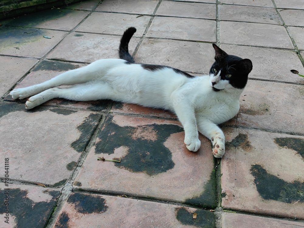 A black and white cat is resting on a brown tile in the garden. Photo taken from close up. Selective focus.