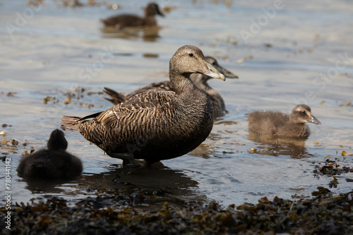 Canvastavla A female Eider duck (Somateria mollissima), with chicks on Inner Farne, Farne Is