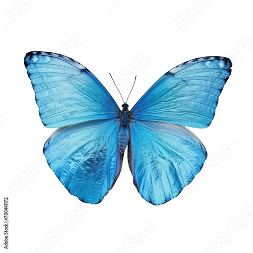 A close up of a blue butterfly on a Transparent Background © TheWaterMeloonProjec