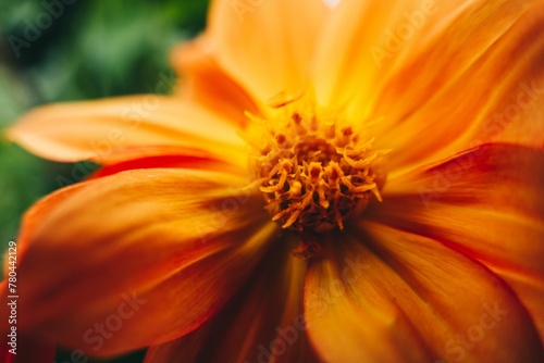 Closeup shot of an orange flower in the garden