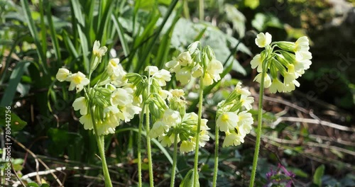 Primula elatior or True oxlips with creamy yellow flowers in umbel droping to one side on the top of stems growing in early-spring as attractive plant in woodland photo