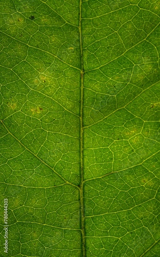Vertical closeup of a green leaf texture