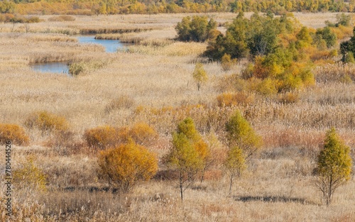 Aerial view of greenery field surrounded by dense trees