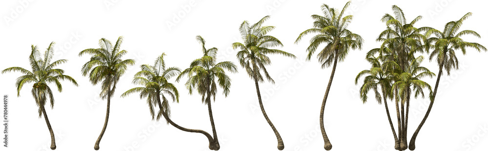 growth stages of a coconut palm hq arch viz cutout palmtree plants