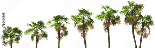 growth stages of a mexican silver palm hq arch viz cutout palmtree plants © Mathias Weil