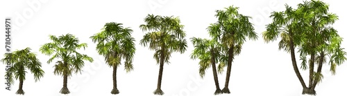 growth stages of a root spiny palm hq arch viz cutout palmtree plants