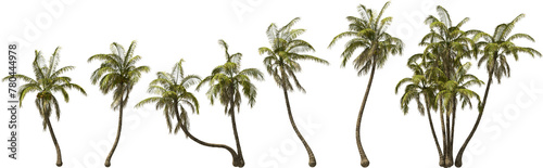 growth stages of a coconut palm hq arch viz cutout palmtree plants © Mathias Weil