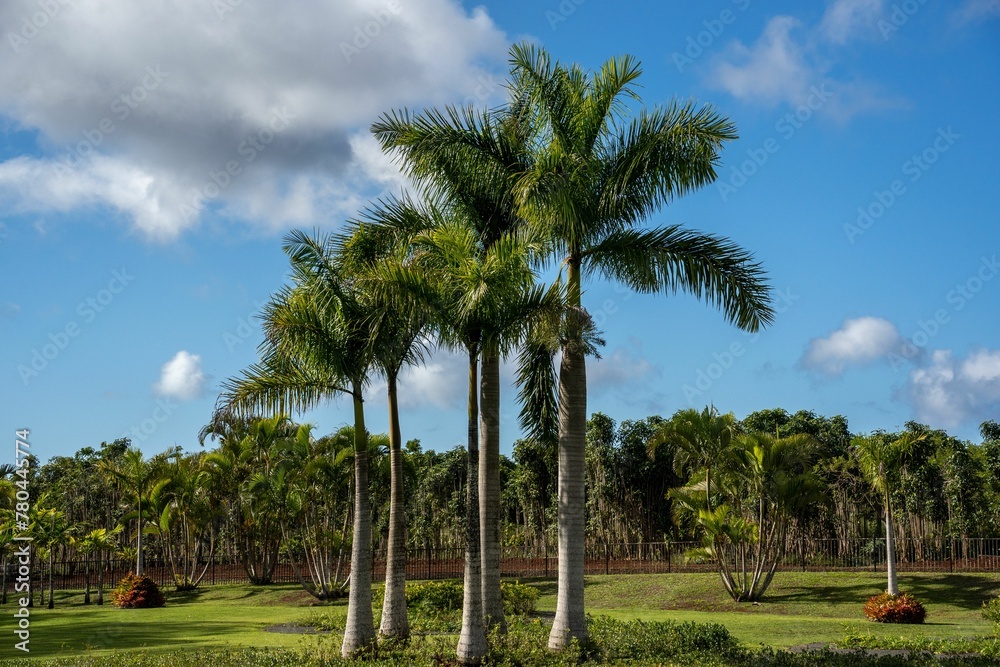 Row of palm trees growing in an exotic field on a sunny day