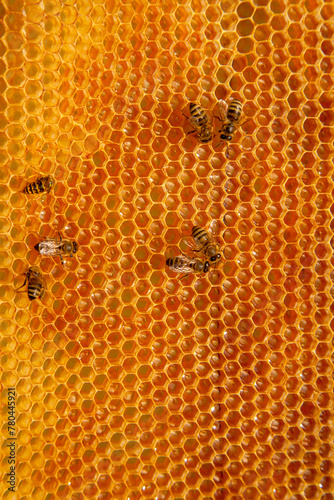 Working bees on the yellow honeycomb with sweet honey..