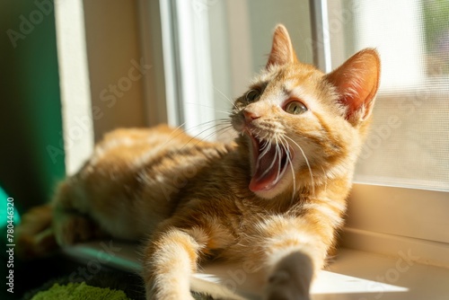 Fototapeta Naklejka Na Ścianę i Meble -  Closeup shot of an adorable fluffy ginger kitten yawning on a windowsill