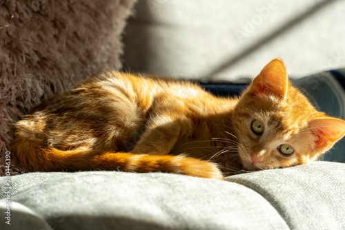 Fototapeta Naklejka Na Ścianę i Meble -  Closeup shot of an adorable fluffy ginger kitten on a couch
