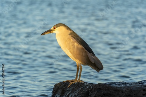 Closeup shot of a black-crowned night heron perched over the water