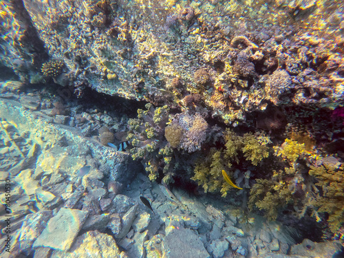 Underwater life of reef with seaweed and tropical fish. Coral Reef at the Red Sea, Egypt.