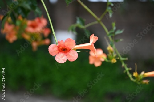 Delicate Trumpet vines flowers (Campsis radicans) grown outdoors on the blurred background photo