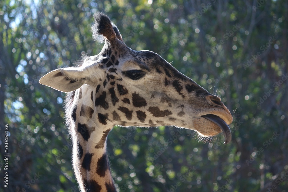 Obraz premium Close-up shot of a Masai giraffe (Giraffa camelopardalis tippelskirchi) looking aside