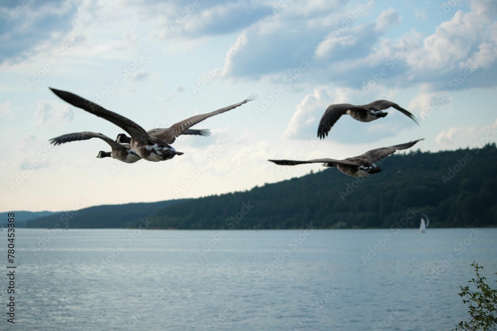 Flock of geese flying over the lake with a cloudy blue sky in the background Flock of geese flying over the lake with a cloudy blue sky in the background