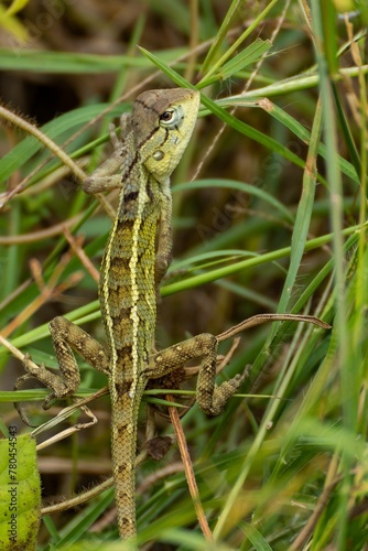 Closeup of oriental garden lizard (Calotes versicolor) in green grass © Wirestock