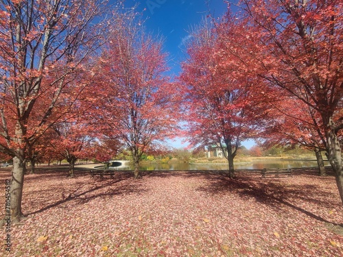 The leaves of falls beauty and beyond