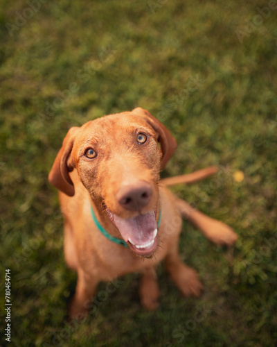 young hungarian vizsla pointer dog sitting in the grass in the summer at sunset © Oszkár Dániel Gáti