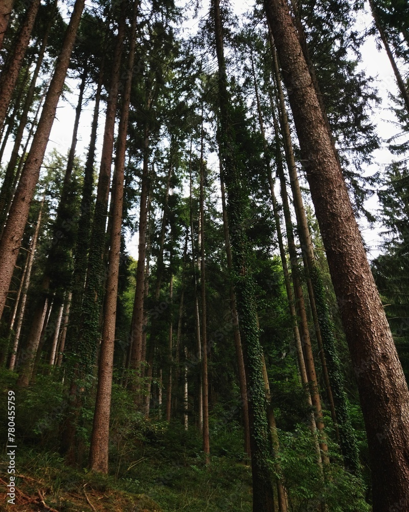 Fototapeta premium Low angle shot of green pine trees in a forest under a cloudy sky