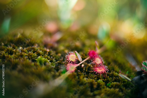 Idyllic view of carnivorous plant in park photo