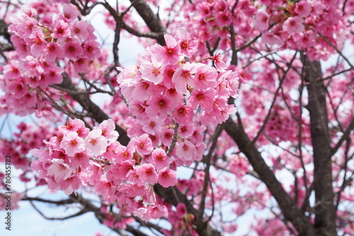 ピンク色をした桜の花