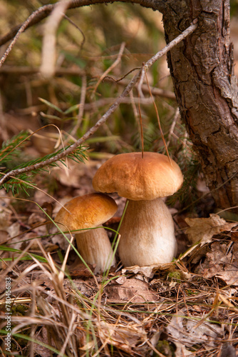 Two porcini mushrooms growing in pine tree forest at autumn season..