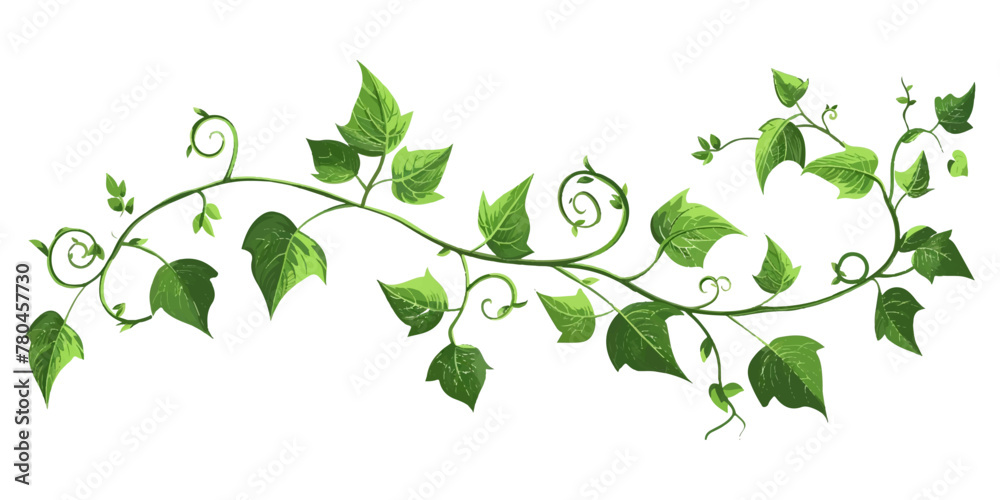 A vine with leaves on it on an isolated white background