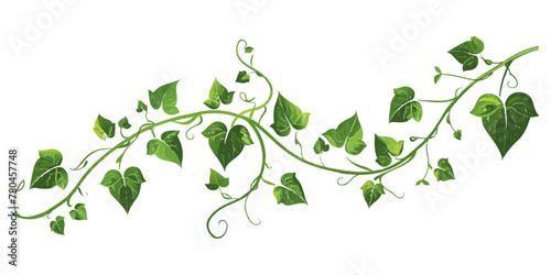 A vine with leaves on it on an isolated white background