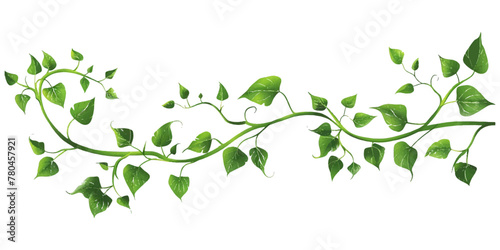A vine with leaves on it on an isolated white background photo