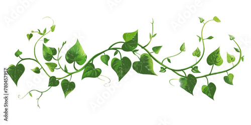 A vine with leaves on it on an isolated white background