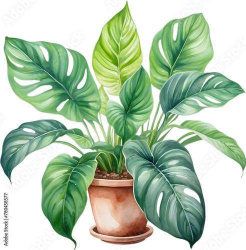 Watercolor painting of the Calathea Roseopicta plant. photo