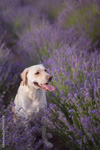 Labrador dog sitting in a lavende field © Lrincz