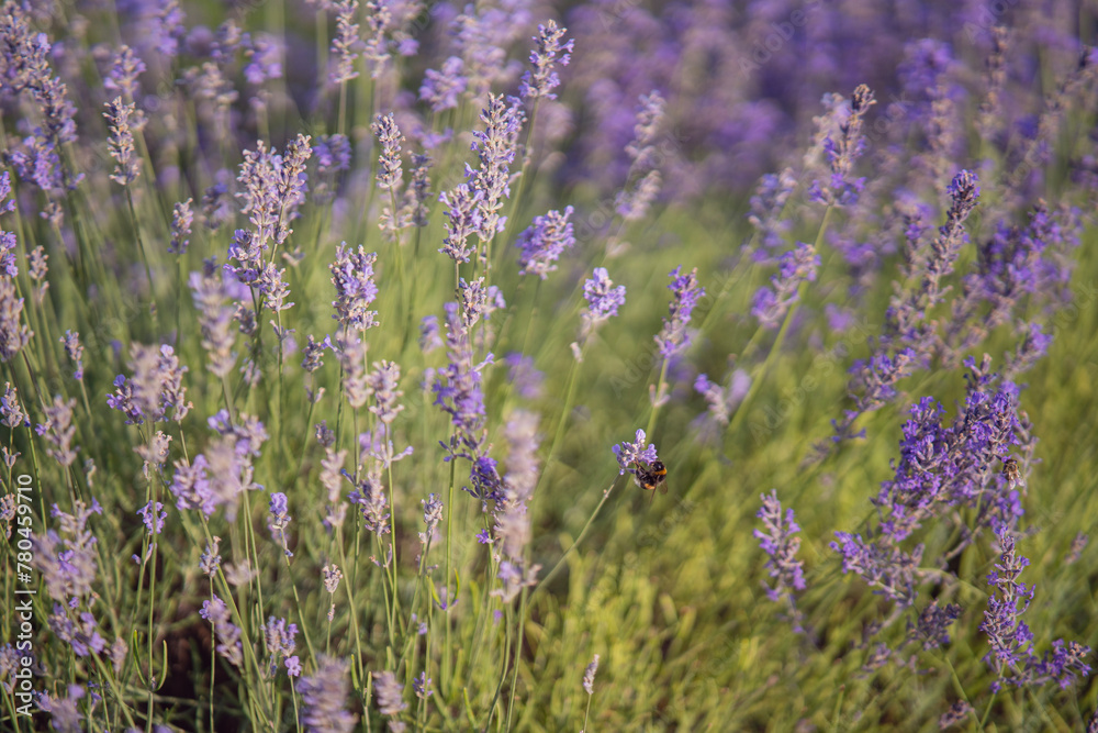 Naklejka premium Close up lavender field.