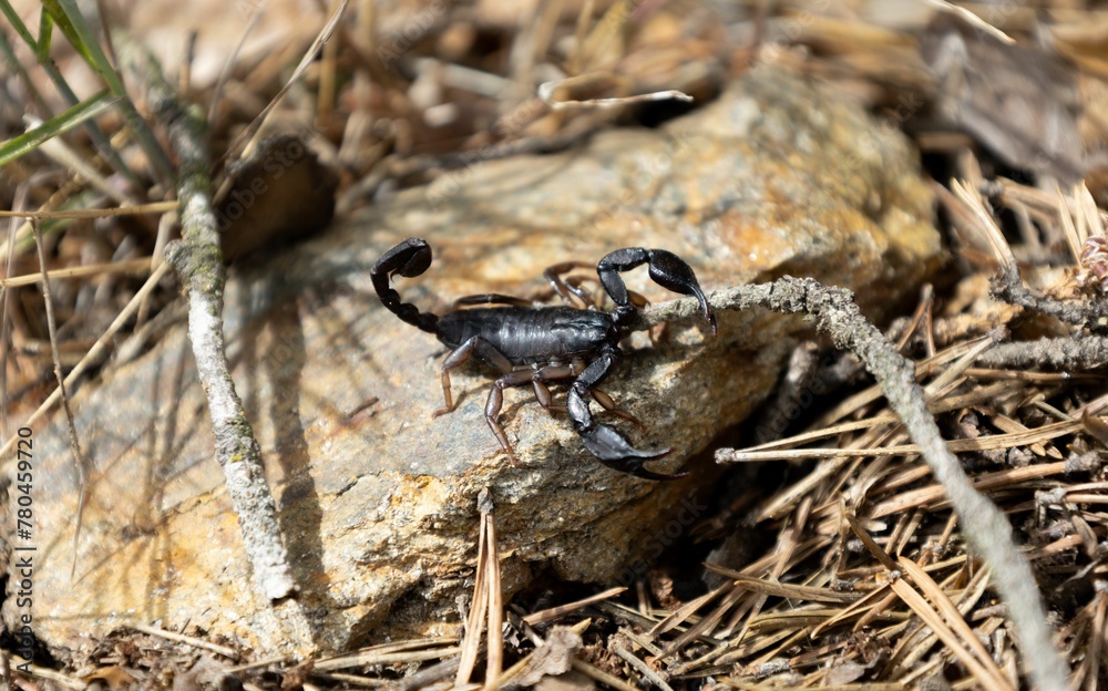 Closeup of a scary black alpine scorpion looking for food amidst branches and rocks in the wild