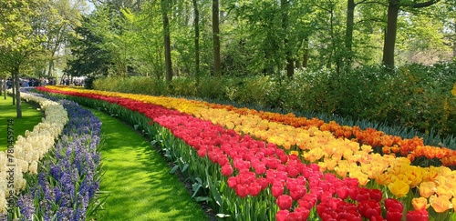 Panoramic shot of colorful tulip rows surrounded by green trees in a flowerland photo